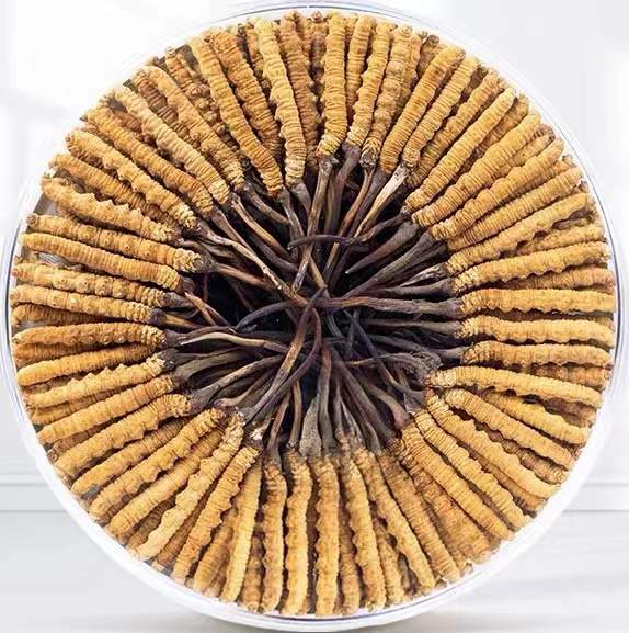 乌海冬虫夏草回收